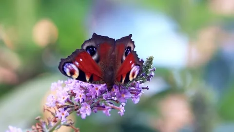 Peacock butterfly feeding nectar on lilac flower Stock Footage 180442961