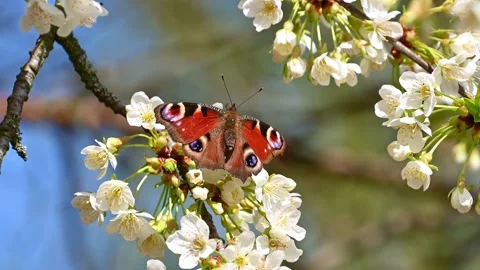 Peacock butterfly feeding on white cherry blossoms in spring orchard Stock Footage 332721519