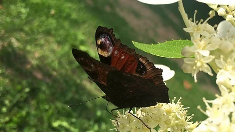 Peacock butterfly flaps the wings. Stock Footage 106351794