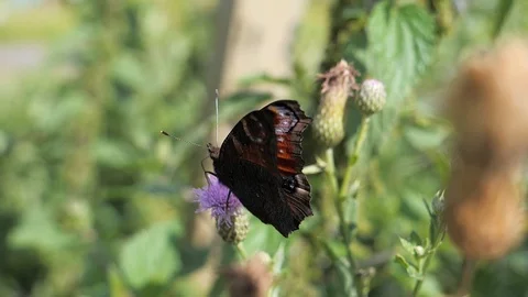 Peacock butterfly flies off Stock Footage 114168835