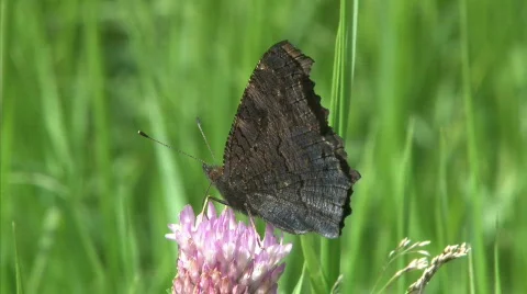 Peacock butterfly Stock Footage 493387