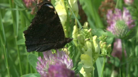 Peacock butterfly Stock Footage 494760