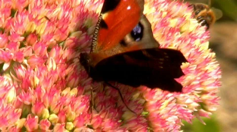 Peacock Butterfly Stock Footage 603677