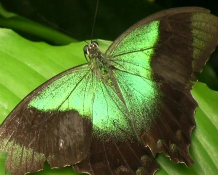 Peacock Butterfly Stock Footage 609621