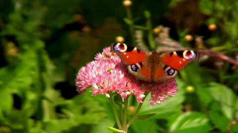 Peacock Butterfly Stock Footage 617319
