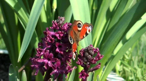 Peacock butterfly. Stock Footage 714010
