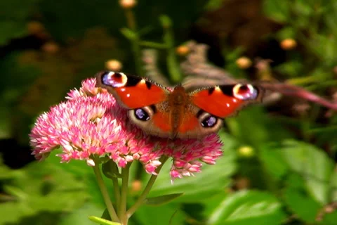 Peacock Butterfly Stock Footage 1055846