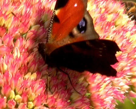 Peacock Butterfly Stock Footage 1068270