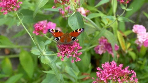 Peacock Butterfly Stock Footage 52757623