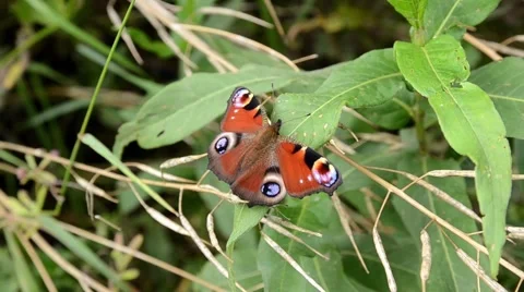 Peacock Butterfly Stock Footage 54112319