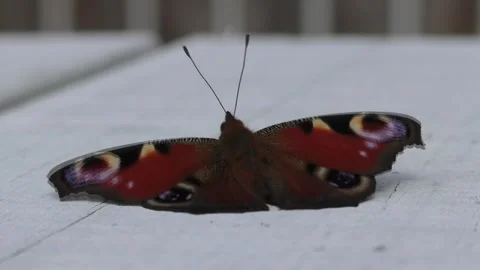 Peacock butterfly Stock Footage 137411695