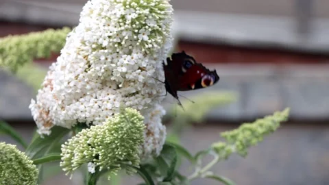 Peacock Butterfly Stock Footage 247407312