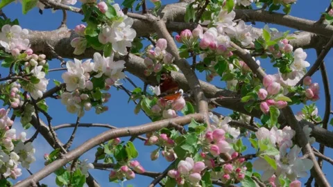 Peacock butterfly Stock Footage 308746408