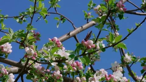 Peacock butterfly Video stock 308746420