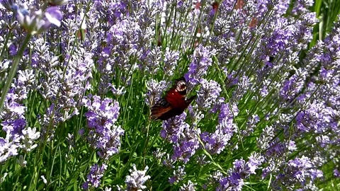Peacock butterfly getting nectar from a lavender flower garden. Stock-Footage 73804671