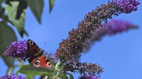Peacock Butterfly, inachis io, Adult in Flight, Taking off from Buddleja Stock Footage