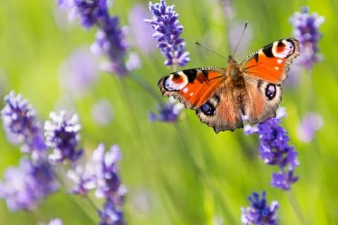 Peacock butterfly on lavender flower Stock Photos