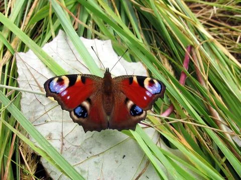 Peacock butterfly on the leaf Stock Photos