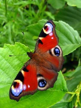 Peacock butterfly on leaf Foto stock
