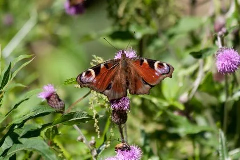Peacock Butterfly on a leaf Stock Photos
