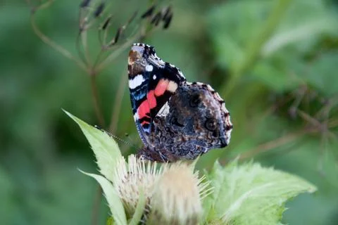 Peacock Butterfly on a leaf Stock Photos