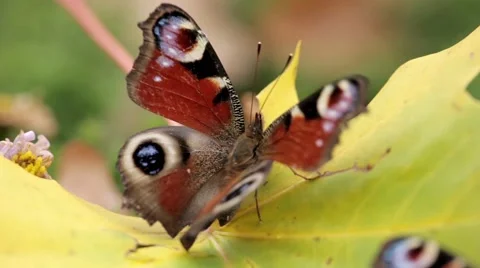 Peacock butterfly moving wings on a maple leave in fall Stock-Footage 42849704