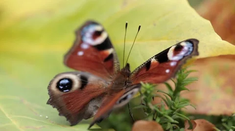 Peacock butterfly moving wings on a maple leave in fall Stock Footage 42849723