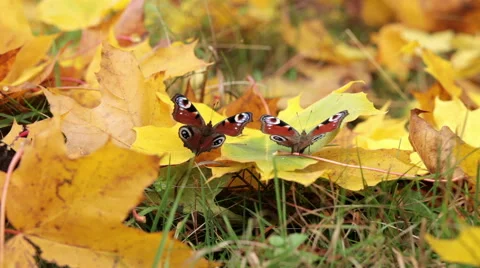 Peacock butterfly moving wings on a maple leave in fall Stock Footage 42850276