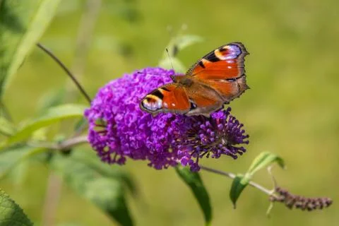 Peacock butterfly Foto stock