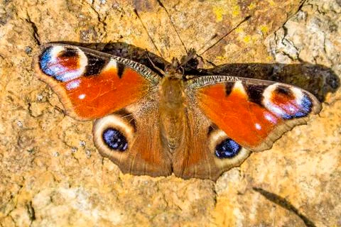 Peacock butterfly Stock Photos