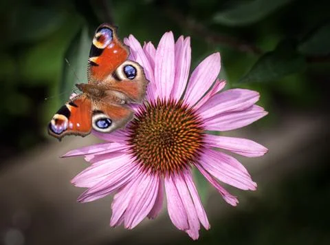 Peacock butterfly Stock Photos