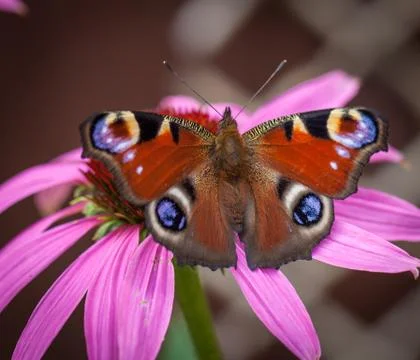 Peacock butterfly Stock Photos