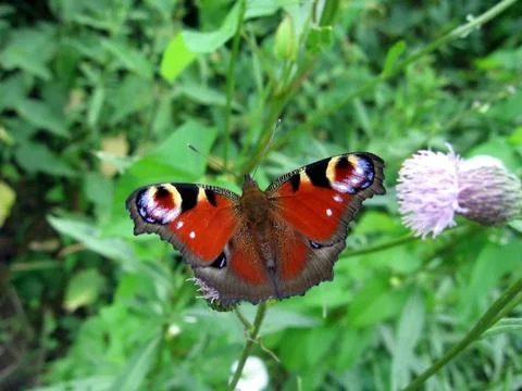 Peacock butterfly Foto stock