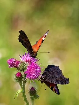 Peacock butterfly Foto stock