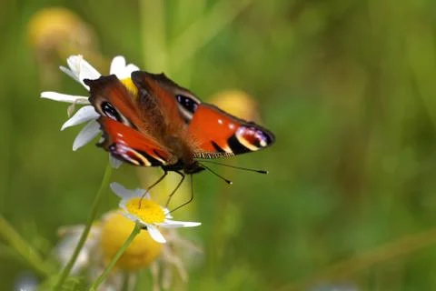 Peacock butterfly Stock Photos