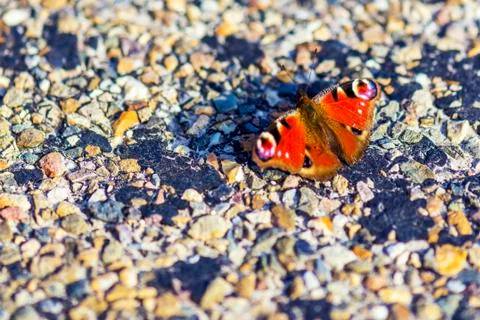 Peacock butterfly Stock Photos