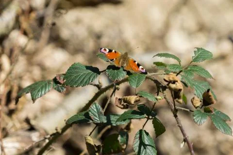Peacock butterfly Stock Photos