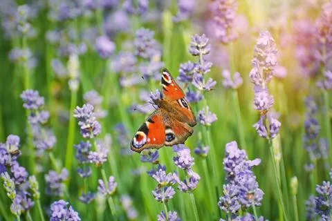 Peacock Butterfly Stock Photos