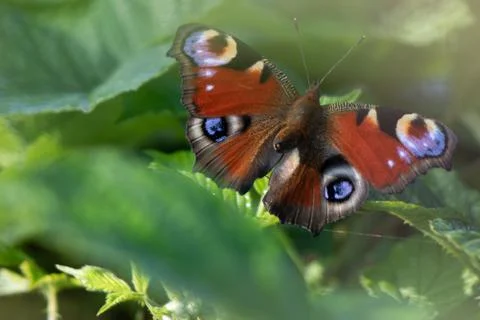 Peacock Butterfly 스톡 사진