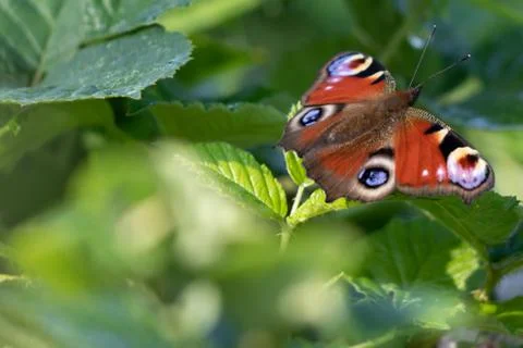 Peacock Butterfly 스톡 사진