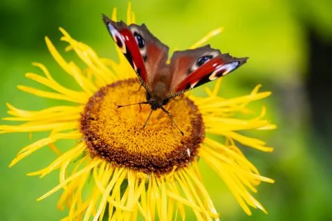 Peacock butterfly Stock Photos