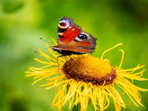 Peacock butterfly Stock Photos