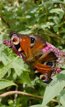 Peacock butterfly Stock Photos