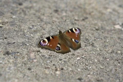 Peacock-butterfly Foto stock