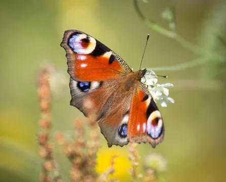 Peacock butterfly Stock Photos