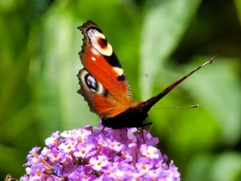 Peacock Butterfly. Stock Photos