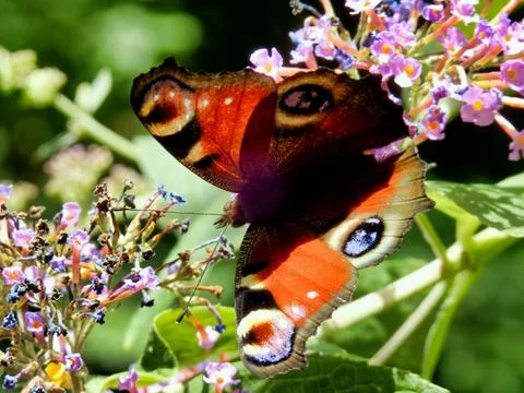 Peacock Butterfly. Stock Photos