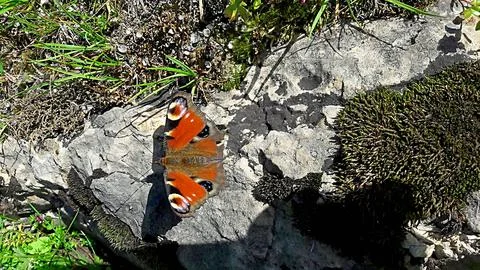 Peacock Butterfly Stock Photos