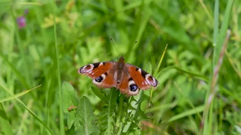 Peacock Butterfly Resting in a Meadow Stock Footage 340782885