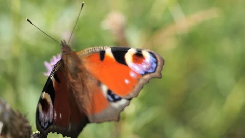 Peacock butterfly supping on nectar Stock Footage 114190259